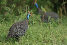 Perlica zwyczajna - Numida meleagris - Helmeted Guineafowl