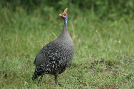 Perlica zwyczajna - Numida meleagris - Helmeted Guineafowl
