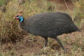 Perlica zwyczajna - Numida meleagris - Helmeted Guineafowl