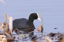 Łyska - Fulica atra - Common Coot