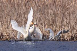 Łabędź krzykliwy - Cygnus cygnus  - Whooper Swan