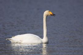 Łabędź krzykliwy - Cygnus cygnus  - Whooper Swan