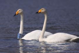 Łabędź krzykliwy - Cygnus cygnus  - Whooper Swan