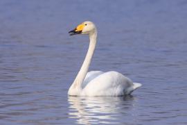 Łabędź krzykliwy - Cygnus cygnus  - Whooper Swan