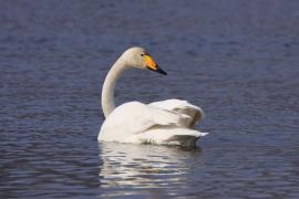 Łabędź krzykliwy - Cygnus cygnus  - Whooper Swan