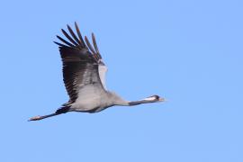 Żuraw - Grus grus - Common Crane