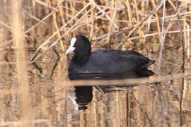 Łyska - Fulica atra - Common Coot