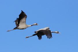 Żuraw - Grus grus - Common Crane