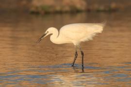 Czapla nadobna - Egretta garzetta - Little Egret