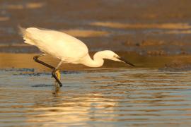 Czapla nadobna - Egretta garzetta - Little Egret