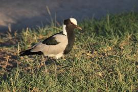 Czajka srokata - Vanellus armatus - Blacksmith Lapwing
