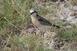 Sieweczka piaskowa - Charadrius pecuarius - Kittlitz's Plover
