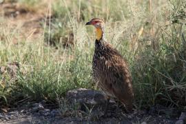 Szponiastonóg żółtogardły - Pternistis leucoscepus - Yellow-necked Spurfowl