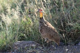 Szponiastonóg żółtogardły - Pternistis leucoscepus - Yellow-necked Spurfowl