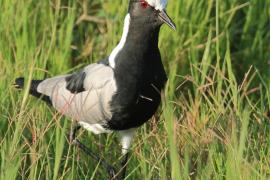 Czajka srokata - Vanellus armatus - Blacksmith Lapwing