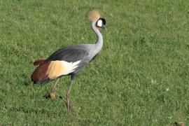 Koronnik szary - Balearica regulorum - Grey Crowned Crane