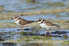 Sieweczka obrożna - Charadrius hiaticula - Common Ringed Plover