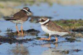 Sieweczka obrożna - Charadrius hiaticula - Common Ringed Plover