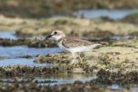Sieweczka pustynna - Charadrius leschenaultii - Greater Sand Plovers