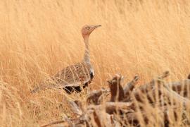 Dropik bladoczuby - Lophotis gindiana - Buff-crested Bustard