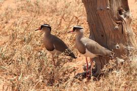 Czajka koroniasta - Vanellus coronatus - Crowned Lapwing