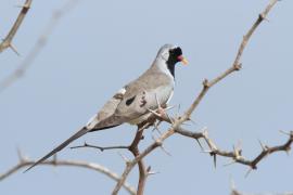 Turkaweczka czarnogardła - Oena capensis - Namaqua Dove