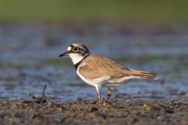 Sieweczka rzeczna - Charadrius dubius - Little Ringed Plover