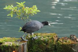 Łyska - Fulica atra - Common Coot