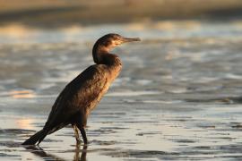 Kormoran przylądkowy - Phalacrocorax capensis - Cape Cormorant