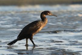 Kormoran przylądkowy - Phalacrocorax capensis - Cape Cormorant
