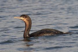 Kormoran przylądkowy - Phalacrocorax capensis - Cape Cormorant