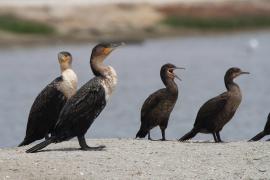 Kormoran przylądkowy - Phalacrocorax capensis - Cape Cormorant