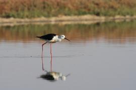 Szczudłak zwyczajny - Himantopus himantopus - Black-winged Stilt