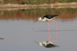 Szczudłak zwyczajny - Himantopus himantopus - Black-winged Stilt