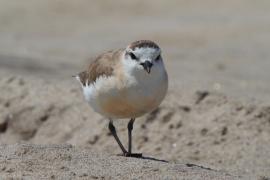Sieweczka białoczelna - Charadrius marginatus - White-fronted Plover