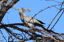 Hałaśnik szary - Corythaixoides concolor - Grey Go-away-bird