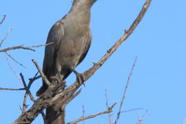 Hałaśnik szary - Corythaixoides concolor - Grey Go-away-bird