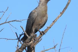 Hałaśnik szary - Corythaixoides concolor - Grey Go-away-bird