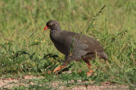 Szponiastonóg krasnodzioby - Pternistis adspersus - Red-billed Francolin