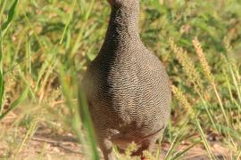 Szponiastonóg krasnodzioby - Pternistis adspersus - Red-billed Francolin