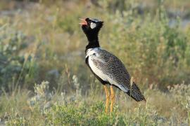 Dropik jasnoskrzydły - Afrotis afraoides - White-quilled Bustard