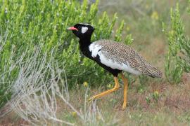 Dropik jasnoskrzydły - Afrotis afraoides - White-quilled Bustard