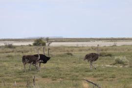 Struś czerwonoskóry - Struthio camelus - Common Ostrich