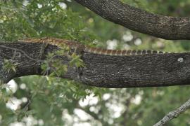 Waran nilowy - Varanus niloticus - Nile monitor