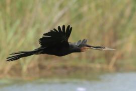 Wężówka afrykańska - Anhinga rufa - African Darter