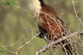 Kukal miedzianosterny - Centropus cupreicaudus - Coppery-tailed Coucal