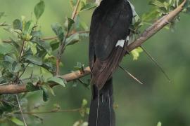 Kukułka czarno-biała - Clamator jacobinus - Jacobin Cuckoo