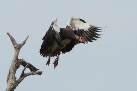 Gęsiec - Plectropterus gambensis - Spur-winged Goose