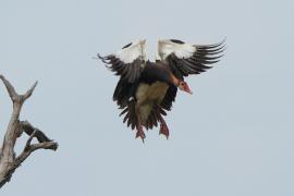 Gęsiec - Plectropterus gambensis - Spur-winged Goose