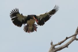 Gęsiec - Plectropterus gambensis - Spur-winged Goose